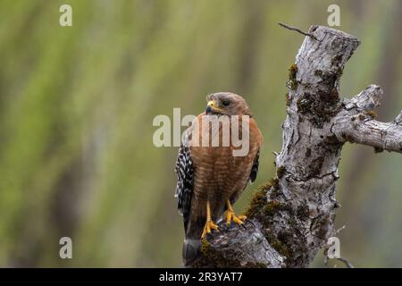 Falco dalle spalle rosse seduto in un albero Foto Stock