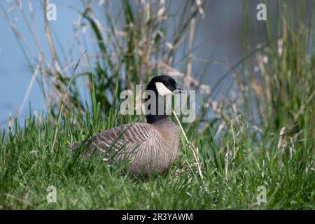 Cackling oca in una palude Foto Stock