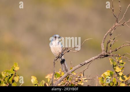 California scrub Jay su un persico Foto Stock