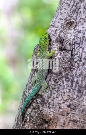 Gecko di standing's day, Phelsuma standingi, Zombitse-Vohibasia, Madagascar Foto Stock