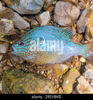 Un pesce sole di longear (orecchio lungo), aka seme di zucca, pesce sole, persico di sole, o una varietà di altri nomi localmente. Megalite di Lepomis Foto Stock