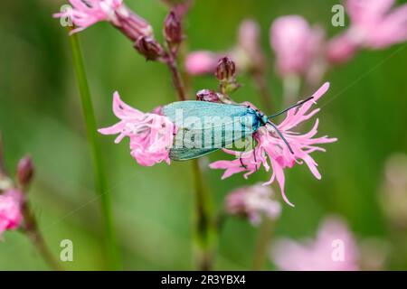 Statici di Adscita, SYN. Procris statices, conosciuto come Green Forester, Forester, moth Foto Stock