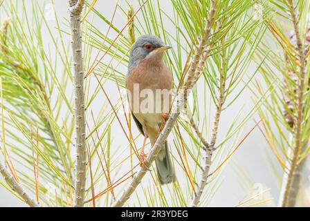 Il guerriero di Moltoni, Curruca iberiae o Curruca subalpina, singolo adulto maschio in canzone, arroccato nel bush, Cuber Reservoir, Mallorca, Spagna Foto Stock