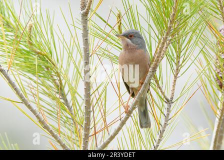 Il guerriero di Moltoni, Curruca iberiae o Curruca subalpina, singolo adulto maschio in canzone, arroccato nel bush, Cuber Reservoir, Mallorca, Spagna Foto Stock