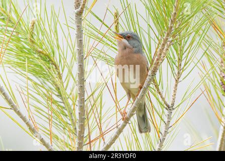 Il guerriero di Moltoni, Curruca iberiae o Curruca subalpina, singolo adulto maschio in canzone, arroccato nel bush, Cuber Reservoir, Mallorca, Spagna Foto Stock