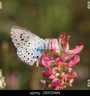 Phengaris arion (Syn. Maculinea arion), nota come la grande farfalla blu Foto Stock