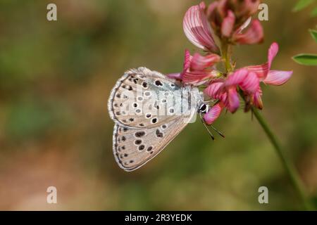 Phengaris arion (Syn. Maculinea arion), nota come la grande farfalla blu Foto Stock