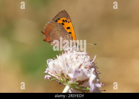 Lycaena phlaeas, conosciuto come piccolo rame, rame comune, rame americano Foto Stock