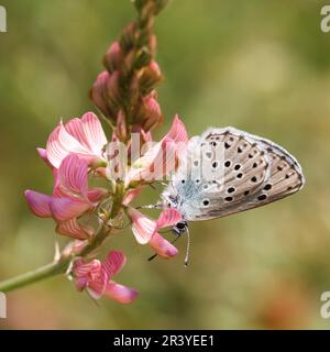 Phengaris arion (Syn. Maculinea arion), nota come la grande farfalla blu Foto Stock