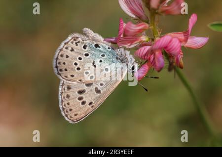 Phengaris arion (Syn. Maculinea arion), nota come la grande farfalla blu Foto Stock