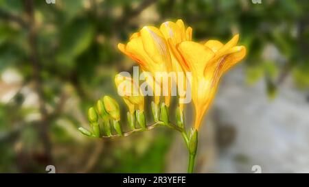 Primo piano di fiori e gemme di freesia isolato su sfondo sfocato. - Immagine Foto Stock