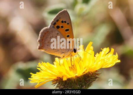 Lycaena phlaeas, conosciuto come piccolo rame, rame comune, rame americano Foto Stock