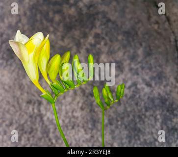 Primo piano di fiori e gemme di freesia isolato su sfondo sfocato. - Immagine Foto Stock