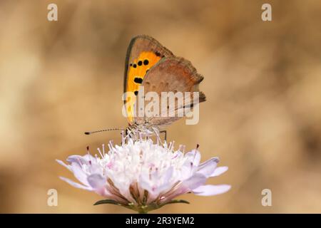 Lycaena phlaeas, conosciuto come piccolo rame, rame comune, rame americano Foto Stock