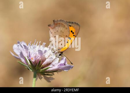 Lycaena phlaeas, conosciuto come piccolo rame, rame comune, rame americano Foto Stock