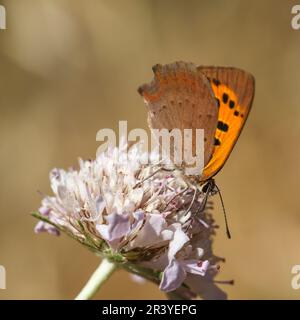 Lycaena phlaeas, conosciuto come piccolo rame, rame comune, rame americano Foto Stock