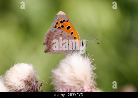 Lycaena phlaeas, conosciuto come piccolo rame, rame comune, rame americano Foto Stock