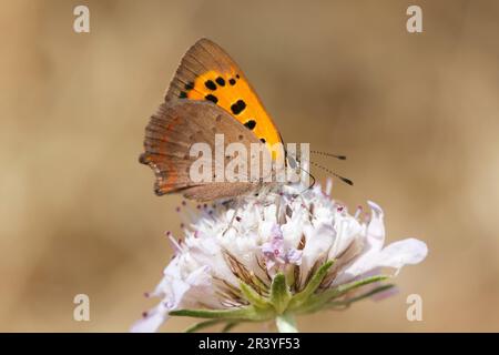 Lycaena phlaeas, conosciuto come piccolo rame, rame comune, rame americano Foto Stock