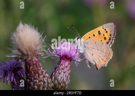 Lycaena phlaeas, conosciuto come piccolo rame, rame comune, rame americano Foto Stock