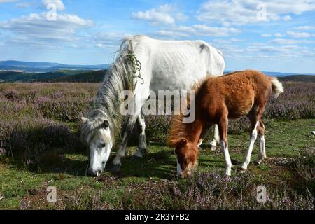 Pony su Long Mynd, Shropshire Hills, Shropshire, Regno Unito Foto Stock