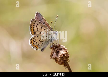 Lycaena tityrus (maschio), noto come Sooty rame farfalla Foto Stock