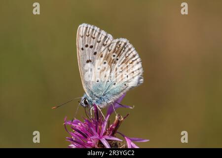 Lysandra coridon, SYN. Poliommatus coridone (maschio), noto come farfalla blu di Chalkhill Foto Stock