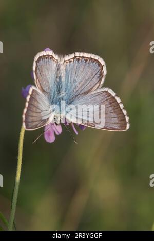 Lysandra coridon, SYN. Poliommatus coridone (maschio), noto come farfalla blu di Chalkhill Foto Stock
