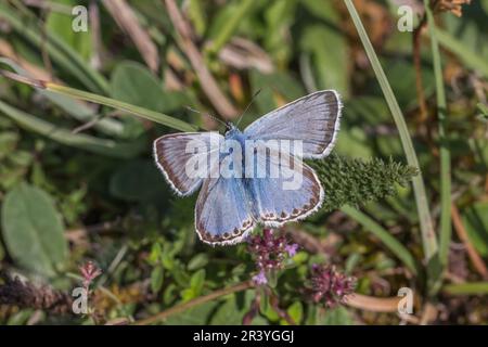 Lysandra coridon, SYN. Poliommatus coridone (maschio), noto come farfalla blu di Chalkhill Foto Stock