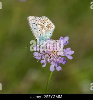Lysandra coridon, SYN. Poliommatus coridone (maschio), noto come farfalla blu di Chalkhill Foto Stock