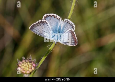 Lysandra coridon, SYN. Poliommatus coridone (maschio), noto come farfalla blu di Chalkhill Foto Stock