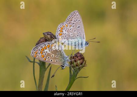 Polyommatus icarus, noto come farfalla blu comune, blu comune, copula (femmina sinistra, maschio destra) Foto Stock