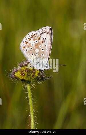Lysandra coridon, SYN. Poliommatus coridone (maschio), noto come farfalla blu di Chalkhill Foto Stock