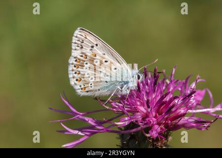 Lysandra coridon, SYN. Poliommatus coridone (maschio), noto come farfalla blu di Chalkhill Foto Stock