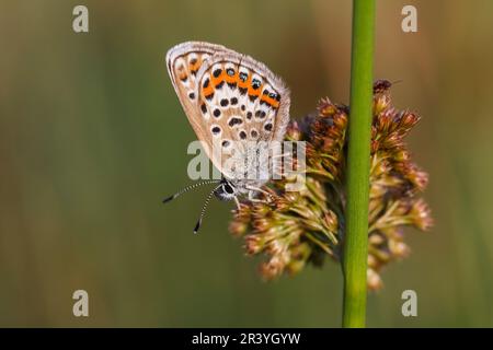 Plebejus argus (femmina) farfalla blu con borchie d'argento dalla Germania Foto Stock