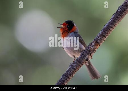 Warbler rosso-faccia cantare su persico Foto Stock