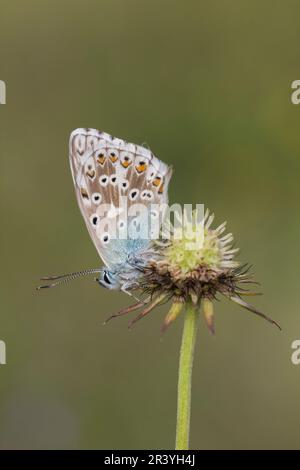 Lysandra coridon, SYN. Poliommatus coridone (maschio), noto come farfalla blu di Chalkhill Foto Stock