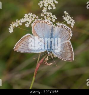 Lysandra coridon, SYN. Poliommatus coridone (maschio), noto come farfalla blu di Chalkhill Foto Stock