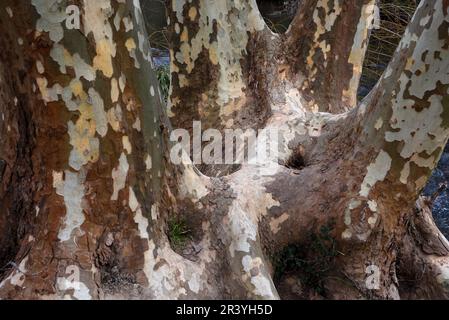 Enorme albero piano ibrido, specie Platanus, con tronco quadrupla e caratteristico modello di Bark Foto Stock