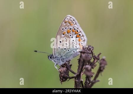 Polyommatus icarus, noto come farfalla blu comune, blu comune Foto Stock