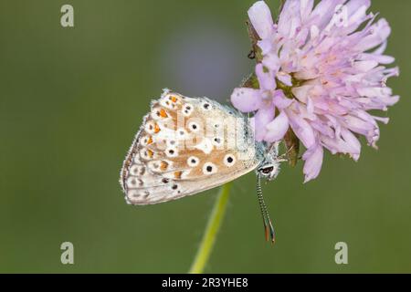 Lysandra coridon, SYN. Poliommatus coridone (maschio), noto come farfalla blu di Chalkhill Foto Stock
