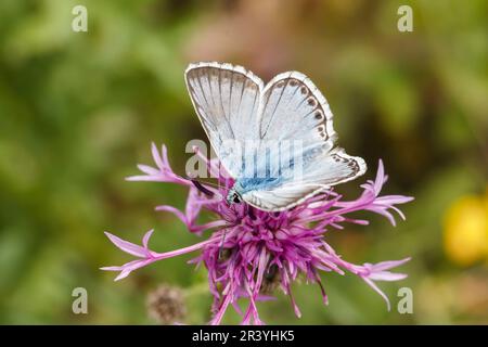 Lysandra coridon, SYN. Poliommatus coridone (maschio), noto come farfalla blu di Chalkhill Foto Stock