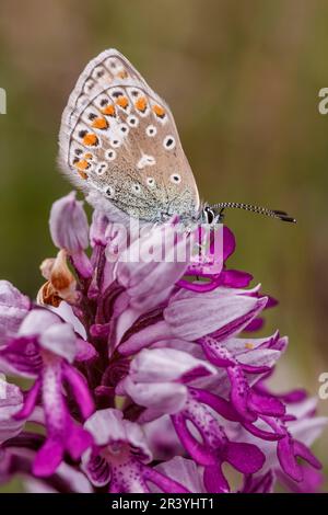 Polyommatus icarus (farfalla femminile) noto come farfalla blu comune, blu comune Foto Stock