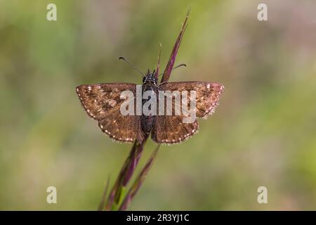Erynnis Tages, conosciuto come Dingy skipper Foto Stock