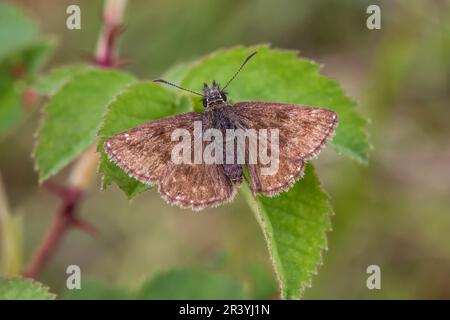 Erynnis Tages, conosciuto come Dingy skipper Foto Stock