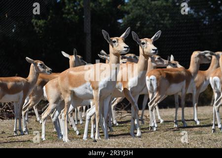 Cervi durante il safari al West Midlands Safari Park, Bewdley, Worcestershire, Regno Unito Foto Stock