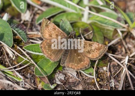 Erynnis Tages, conosciuto come Dingy skipper Foto Stock