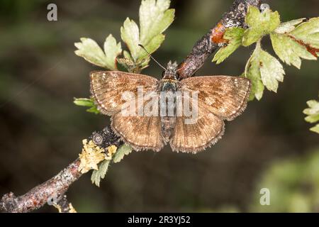 Erynnis Tages, conosciuto come Dingy skipper Foto Stock