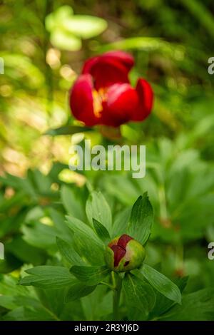 rosso delicato paeonia peregrina nella regione di dobrogea, romania Foto Stock
