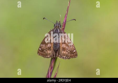 Erynnis Tages, conosciuto come Dingy skipper Foto Stock