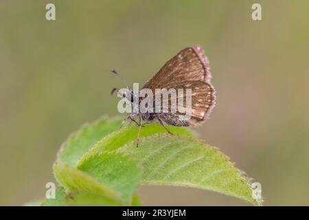 Erynnis Tages, conosciuto come Dingy skipper Foto Stock